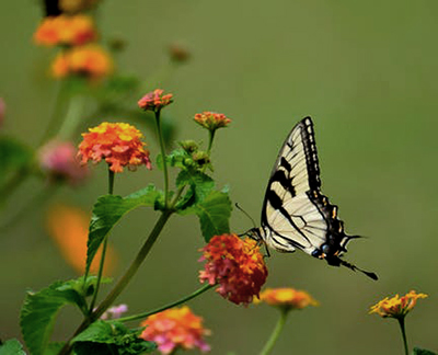 butterfly image on blog for Green Belt land