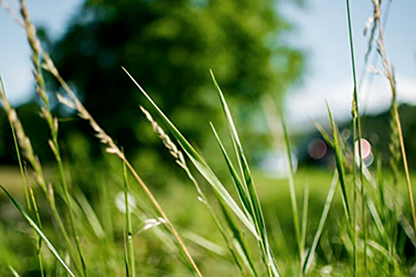 grass image on blog for Green Belt land