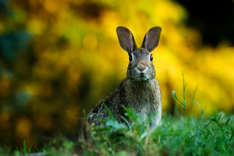 hare image on Spring Offer - Ends 31st March 2018