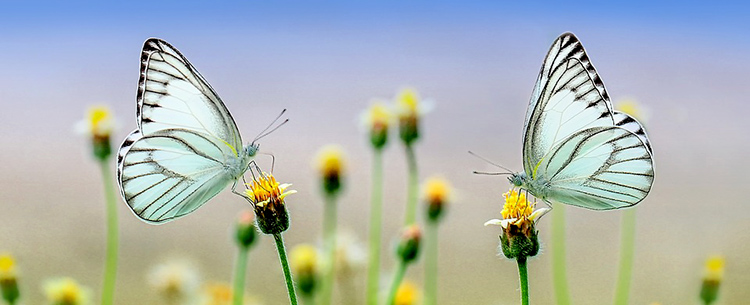 butterfly image for How to Prepare for your first meeting with your architectweb_Banner